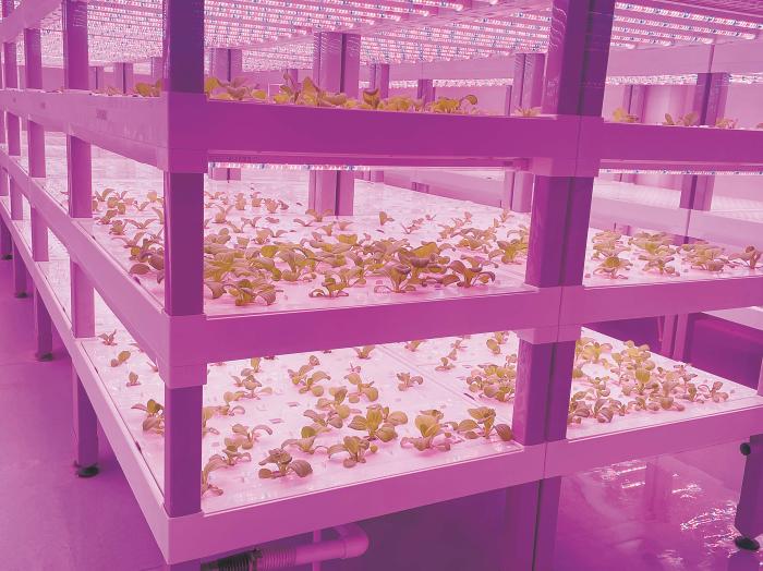 在物美植物工廠里，通過LED燈的照射，蔬菜散發(fā)勃勃生機(jī)。受訪者供圖